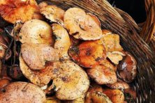 XXII Jornadas Micológicas “Parque Natural Sierra Norte de Sevilla” 